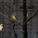 What's the Best Canary Food? Pair of yellow canaries perched on a branch