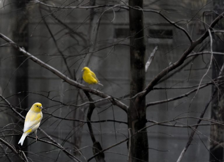 Pair of yellow canaries perched on a branch