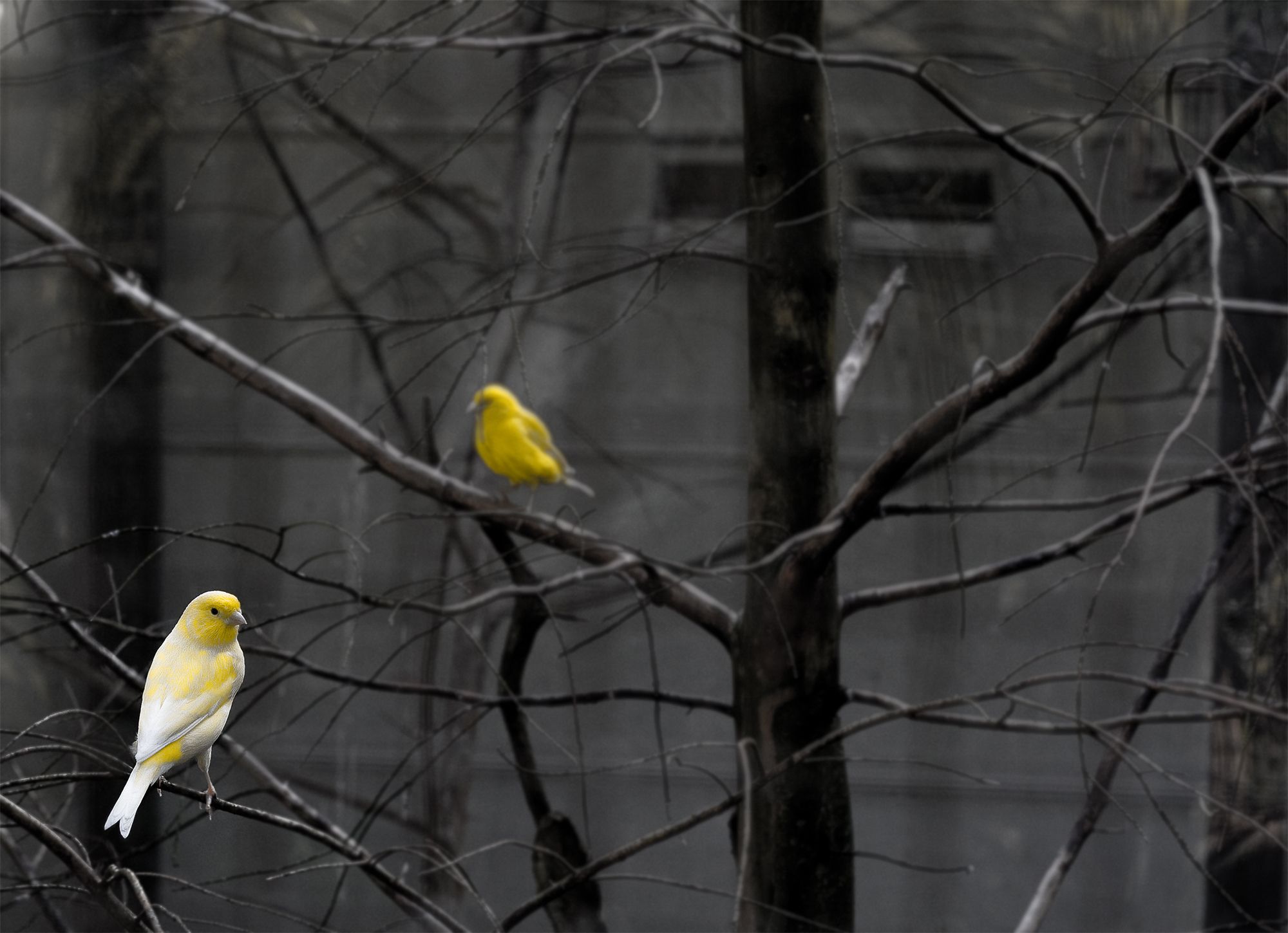 Pair of yellow canaries perched on a branch