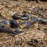 Close-up of a grass snake on the ground