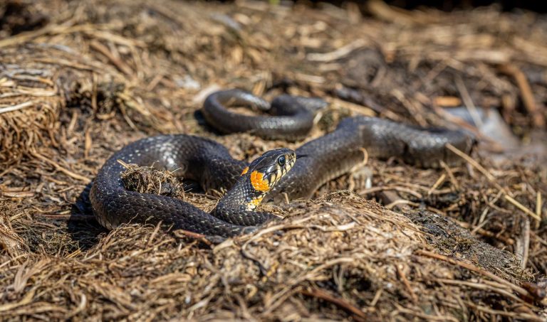 Close-up of a snake on the ground