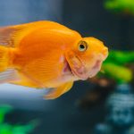 Orange fancy goldfish swimming in a planted aquarium