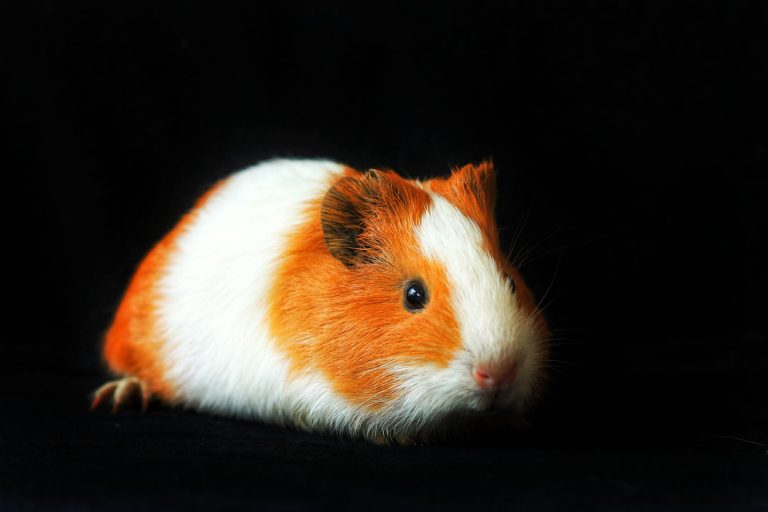 Tricolor guinea pig on a dark background