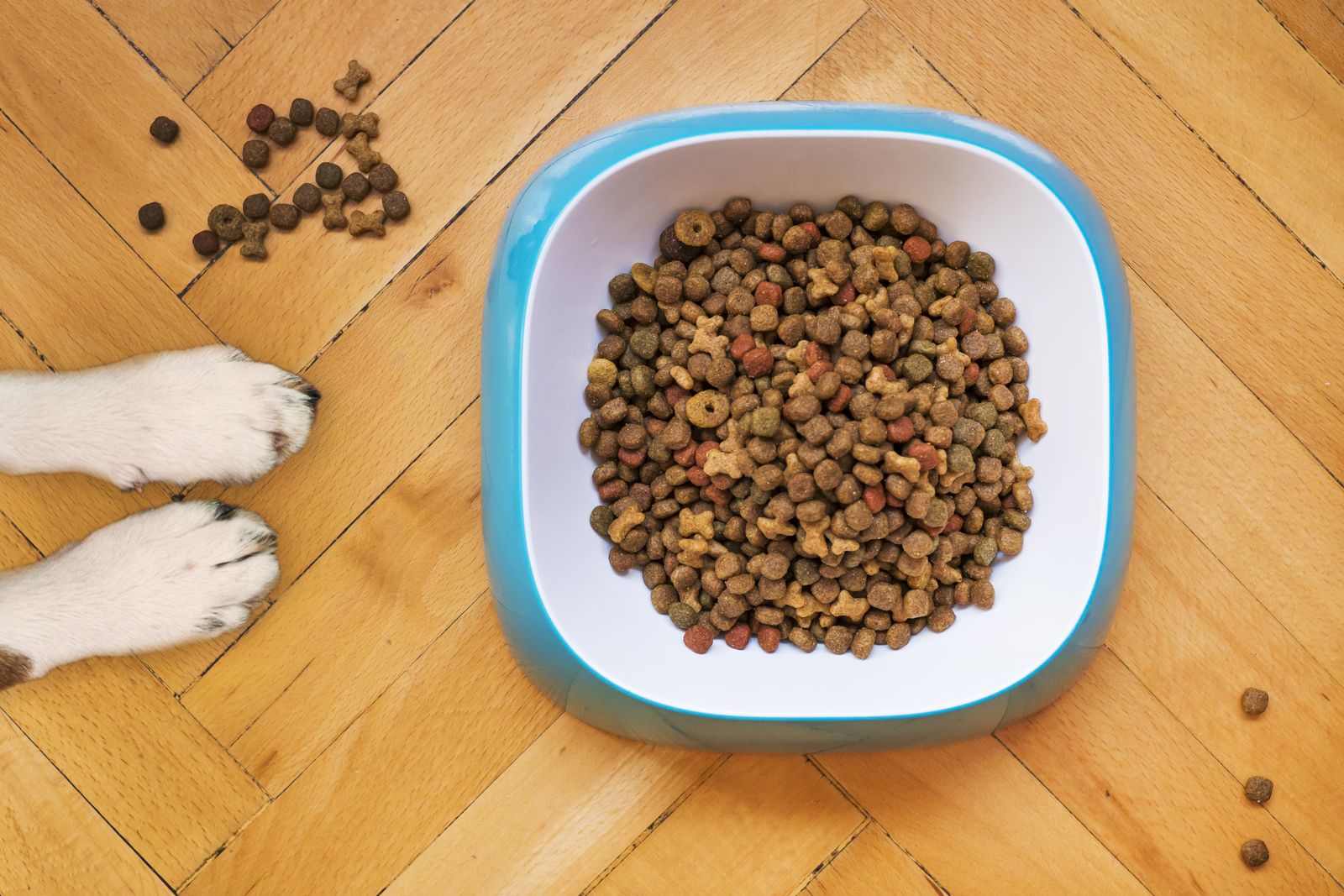 Overhead view of dog food in a white and blue bowl