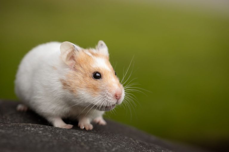 Macro photo of a small pet rodent