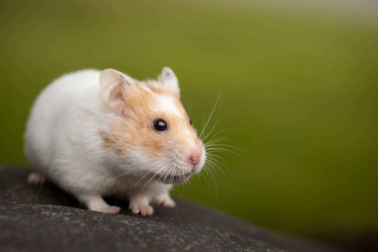 Macro photo of a small pet rodent
