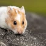 Best Hamster and Gerbil Food Brands: How to Pick a Good One Close-up of a hamster, a small pet that eats seed and pellet food