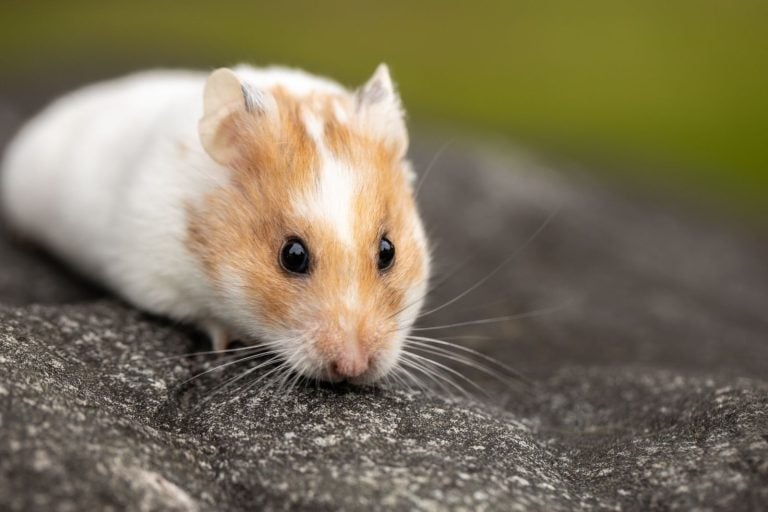 Close-up of a hamster, a small pet that eats seed and pellet food