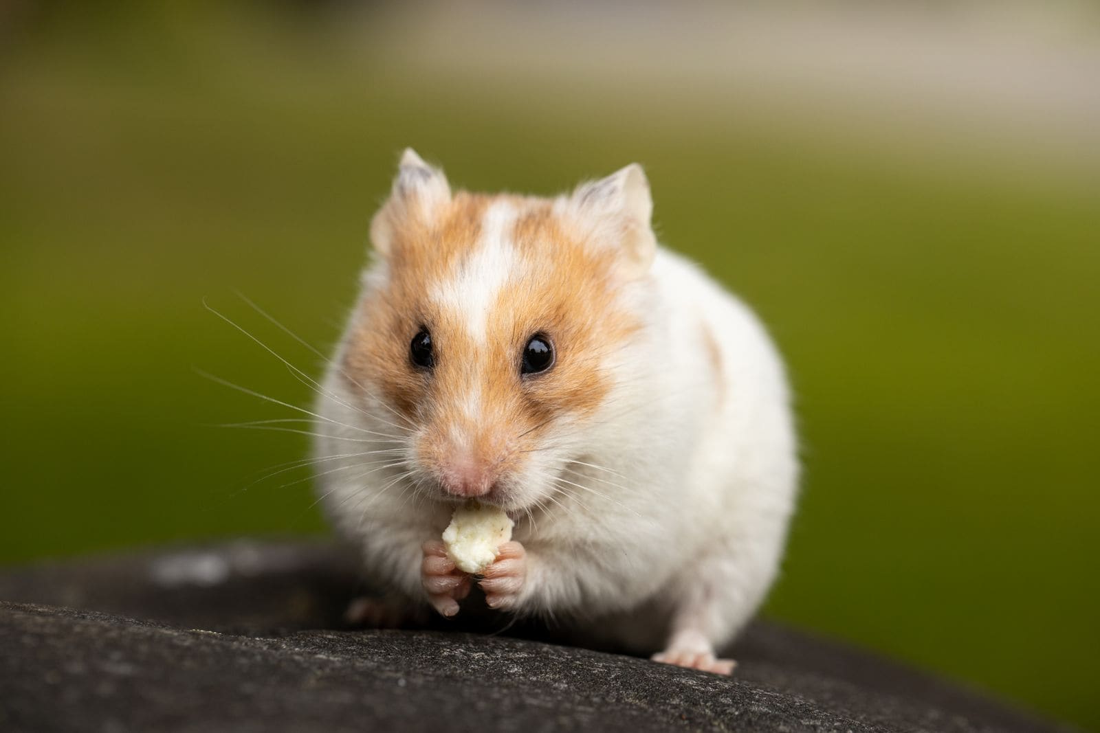 Close-up of a small hamster
