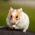 Wild Harvest Hamster and Gerbil Food: What to Know Before You Buy Close-up of a hamster, a small pet that eats seed and pellet food