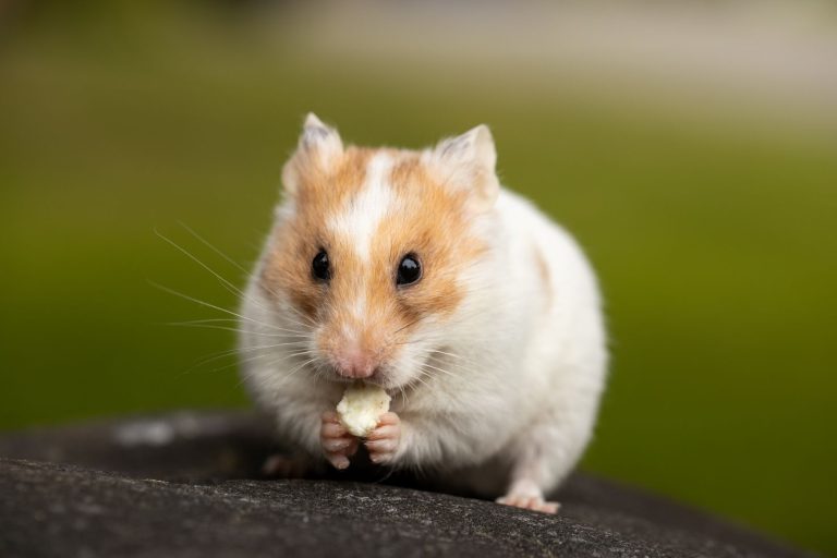 Close-up of a cute hamster