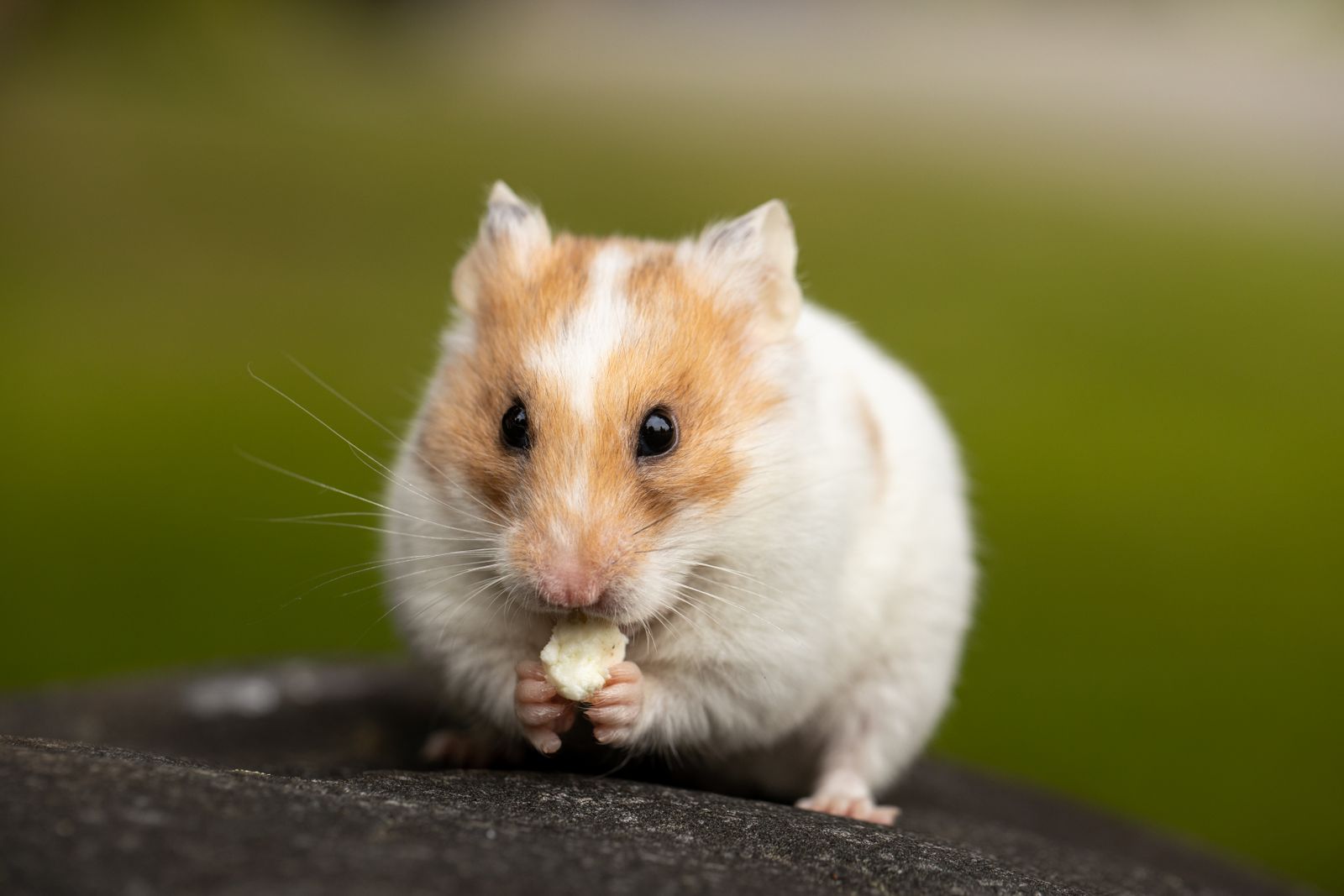 Close-up of a cute hamster