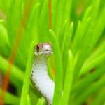 Small snake hiding in tall green grass