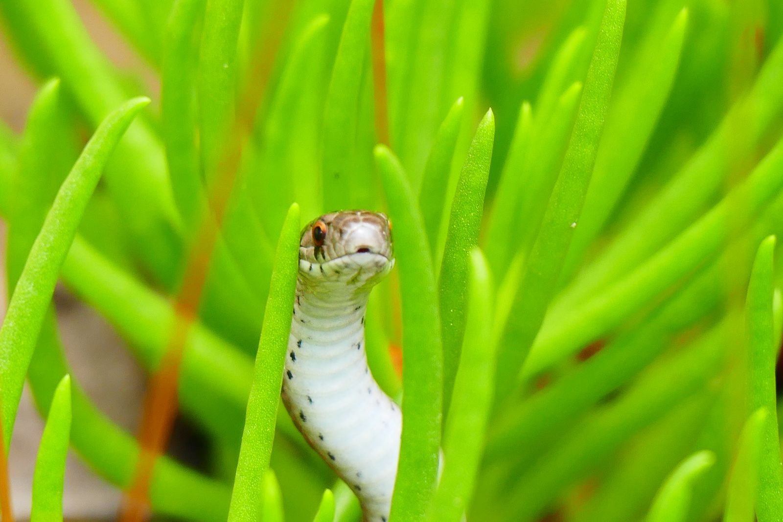 Small snake hiding in tall green grass