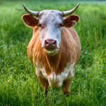Brown and white cow close-up