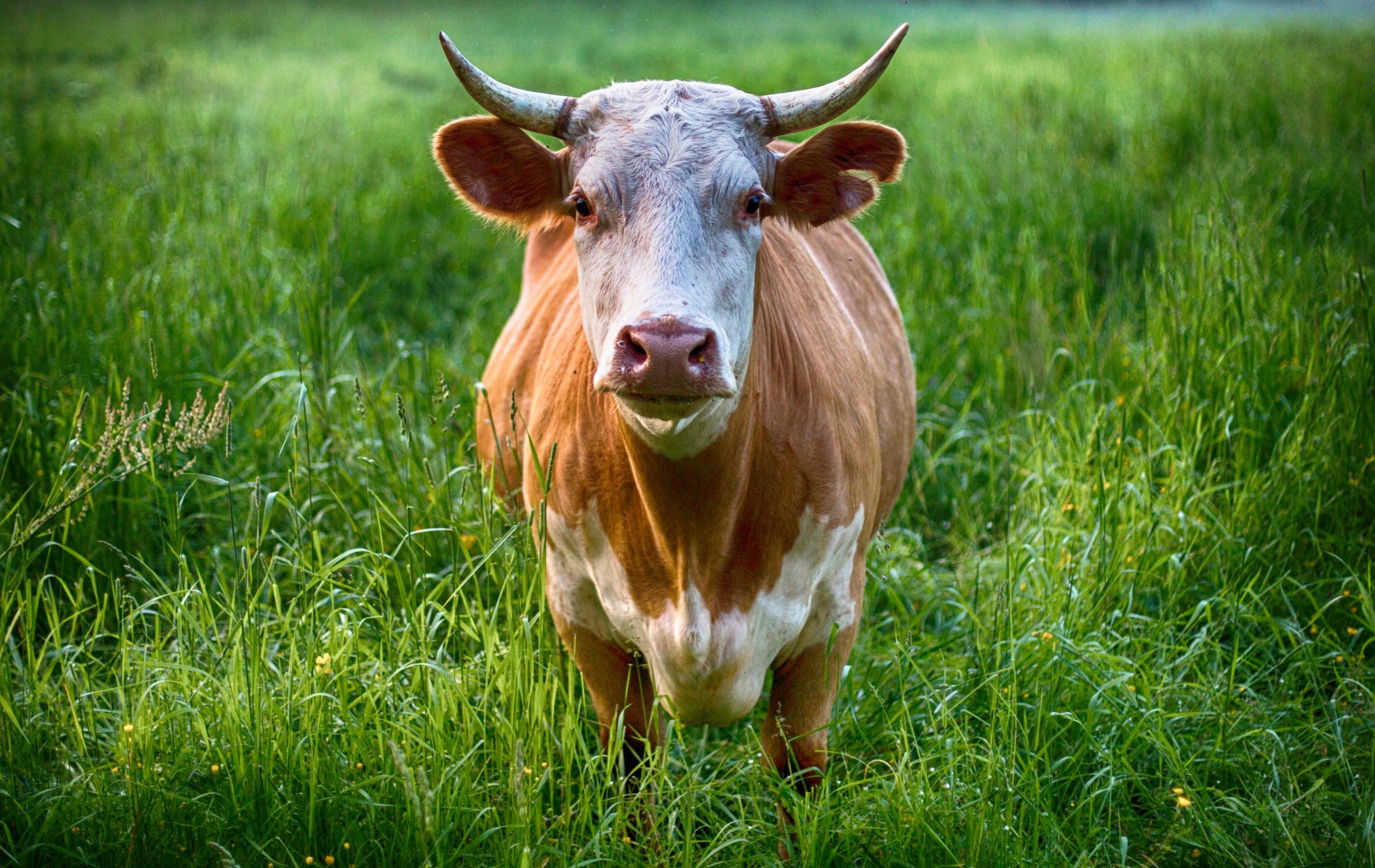 Brown and white cow close-up