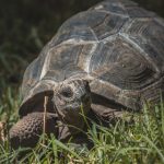 Can Tortoises Eat Sunflower Leaves? Tortoise in fresh green grass