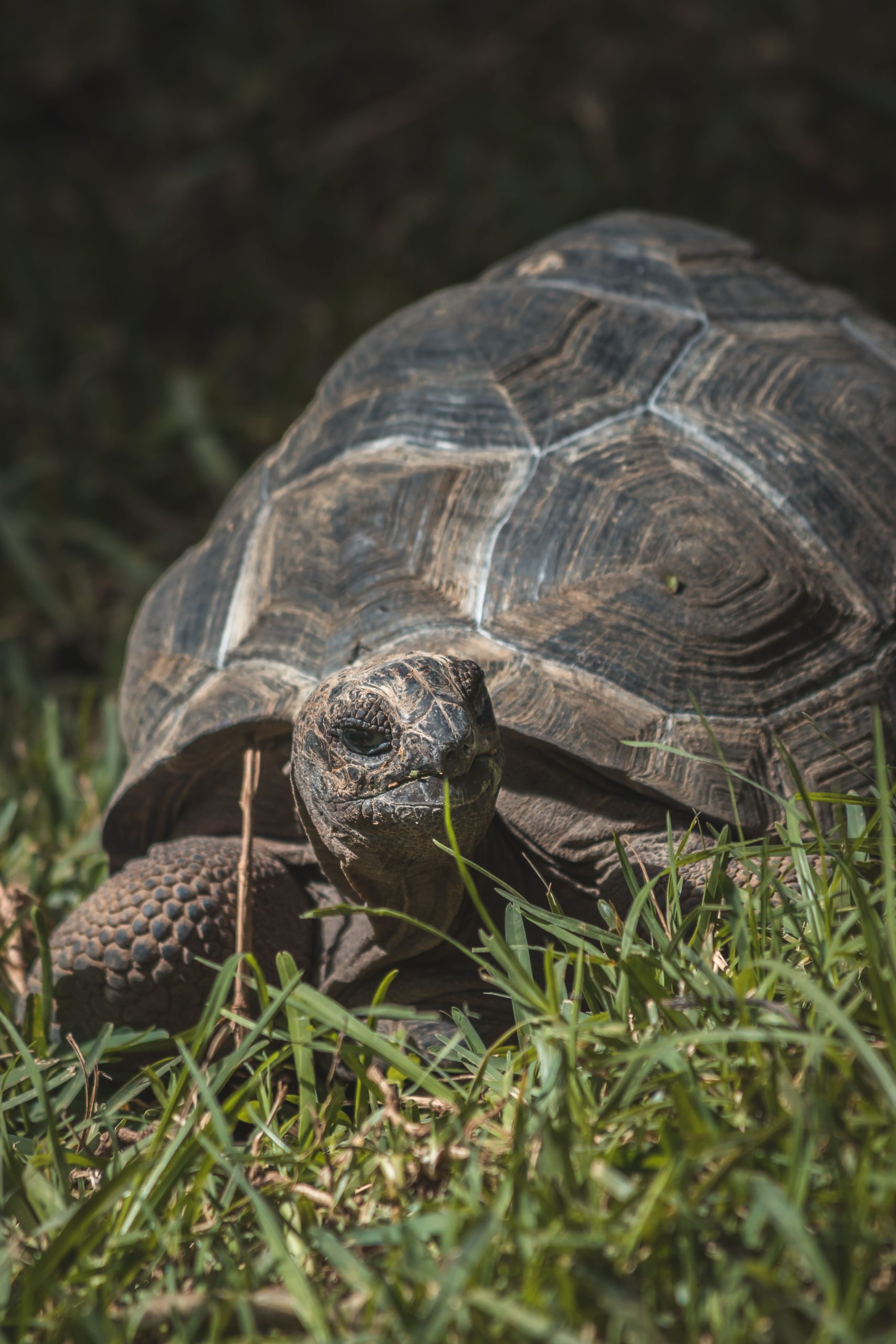 Tortoise in fresh green grass