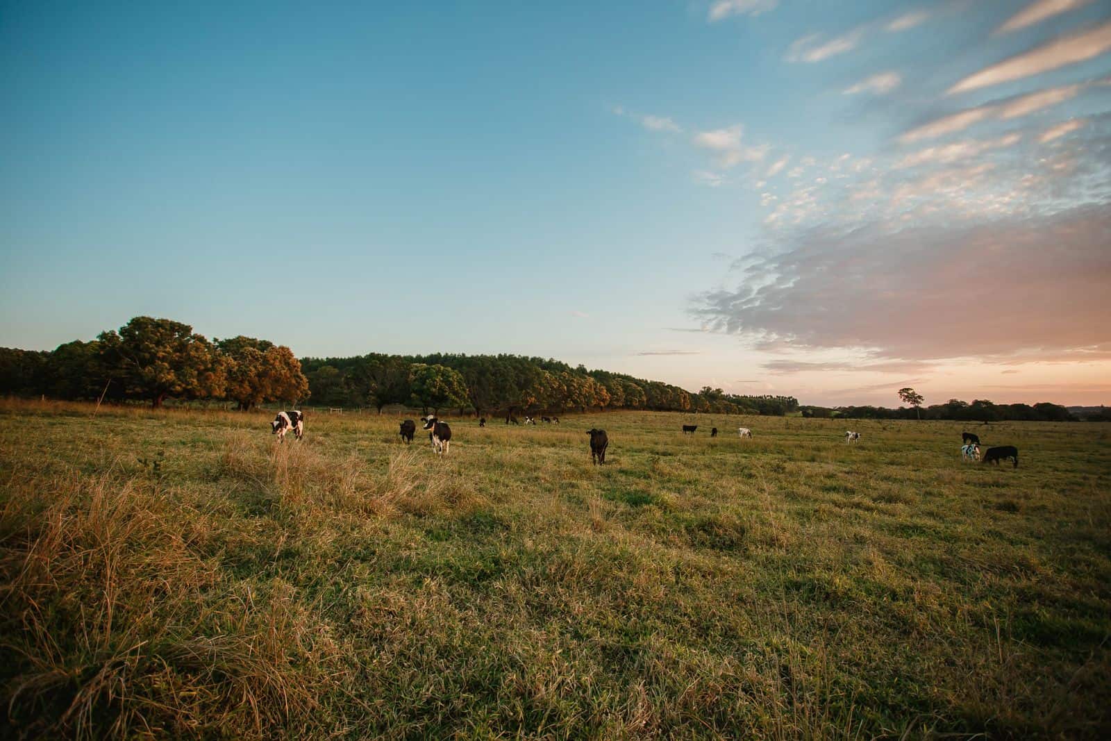 Herd of cows grazing in a green pasture