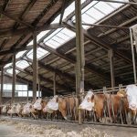 How to Feed Cows in Stardew Valley Cows eating in a rustic barn