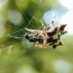Macro photo of a small spider