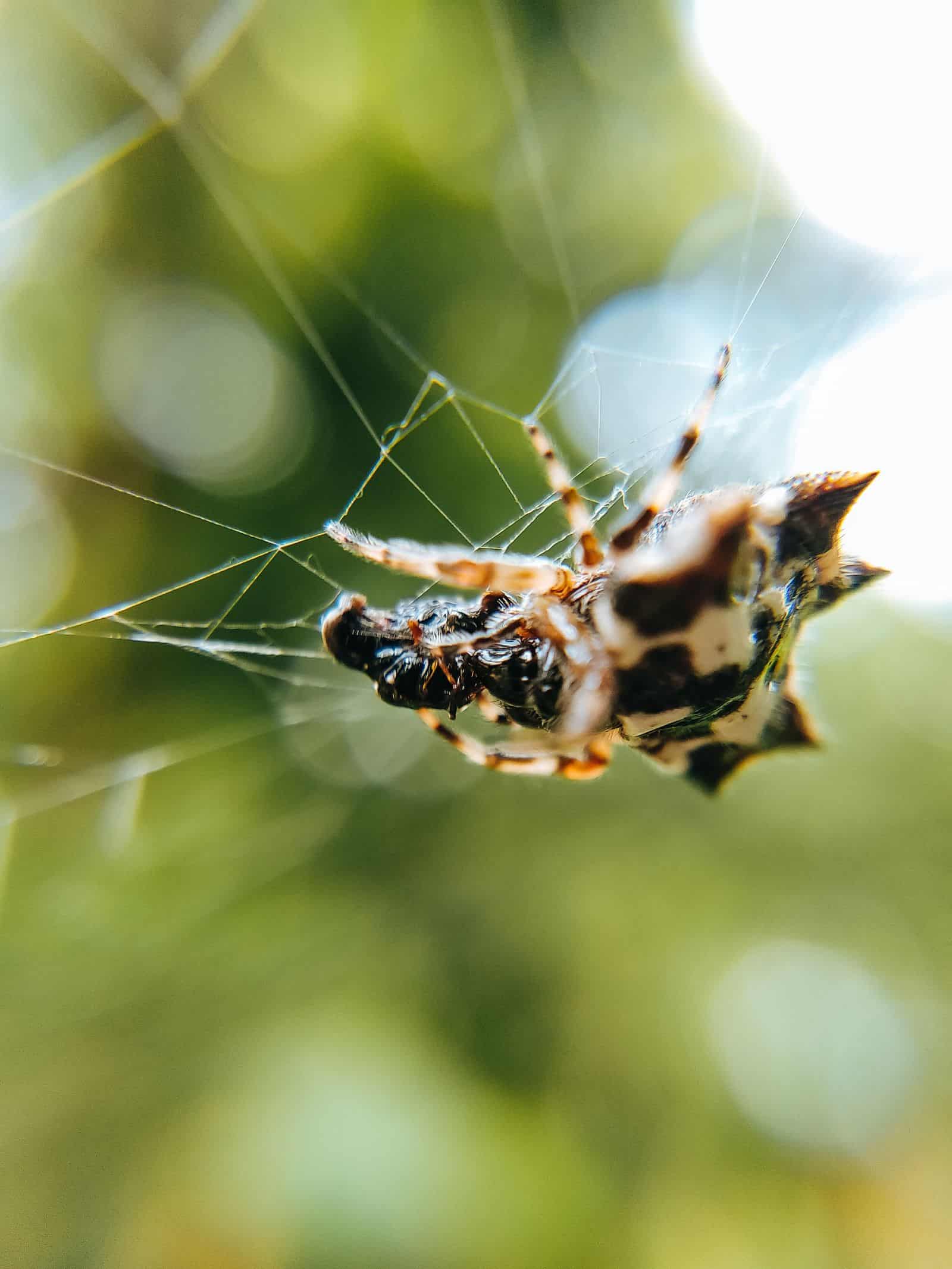 Macro photo of a small spider