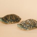 Two red-eared slider turtles, close relatives of the Brazilian slider