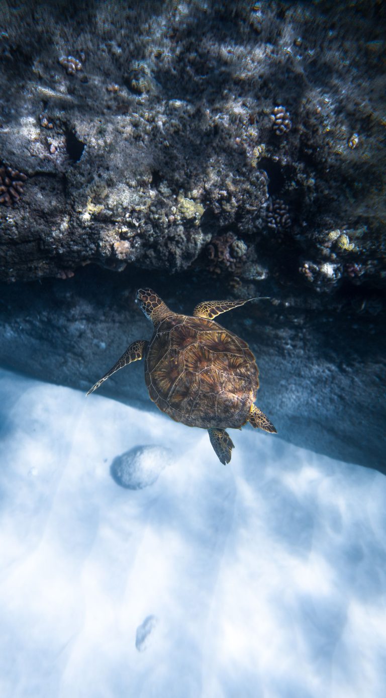 Green sea turtle (Chelonia mydas) swimming near a reef