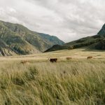 Choosing the Best Supplement for Pregnant Cows Brown cows grazing on a green grass field