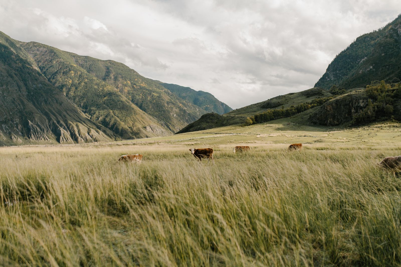 Brown cows grazing on a green grass field