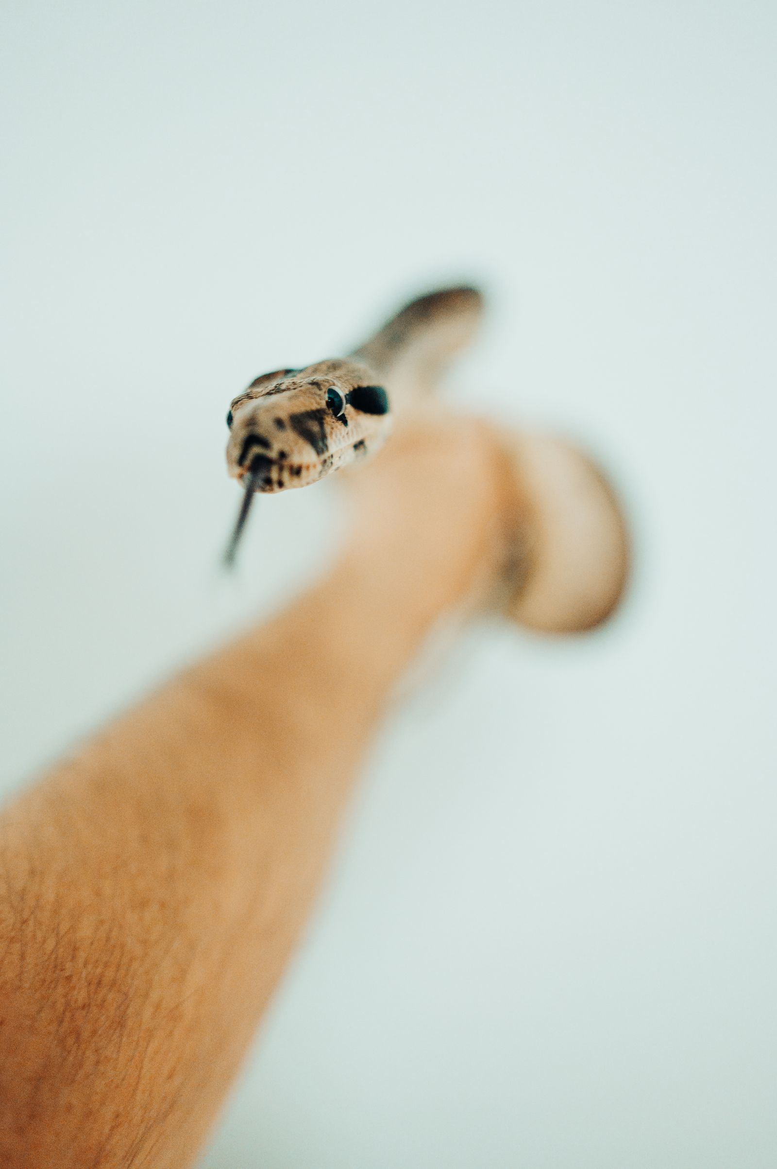 Close-up of a small snake on a person's arm