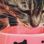Sheba Creamy Treats: Premium Puree and Creamy Snacks Reviewed Tabby cat eating from a pink bowl