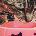 9 Lives Cat Food Recall List Tabby cat eating from a bowl