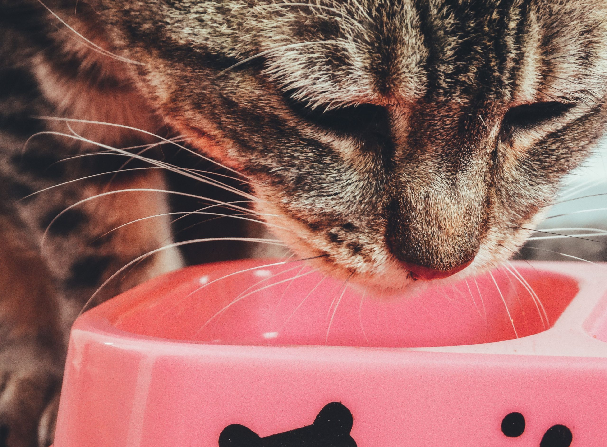 Tabby cat eating from a bowl