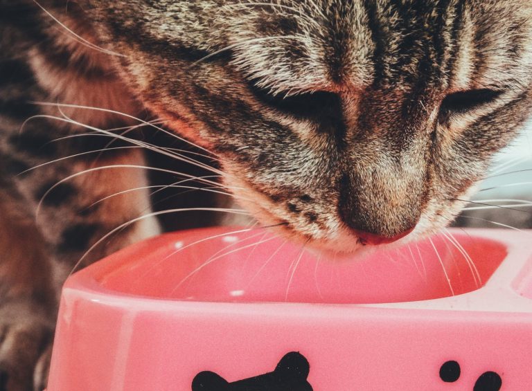 Tabby cat eating from a pink bowl