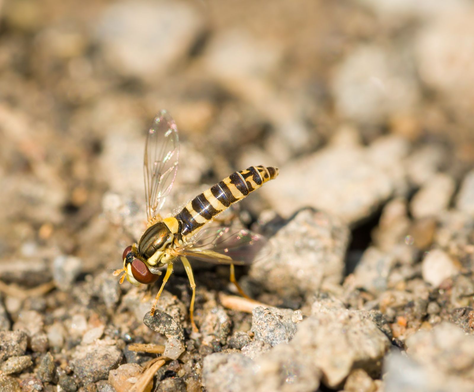 Close-up of a large wasp