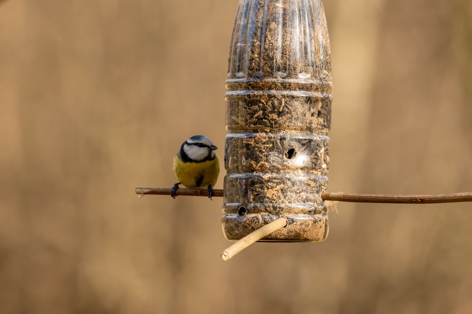 Bird perched on a wild bird seed feeder