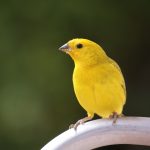 Plain Canary Seed Close-up of a yellow canary