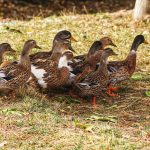 Flock of ducks foraging on grass under trees