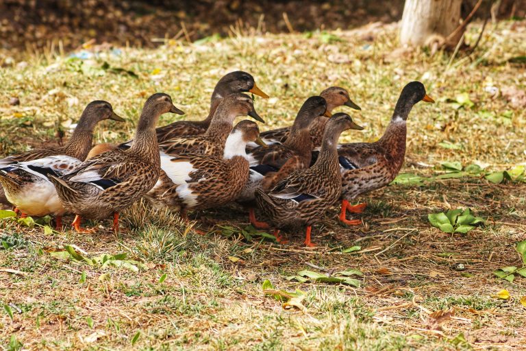 Flock of ducks foraging on grass under trees