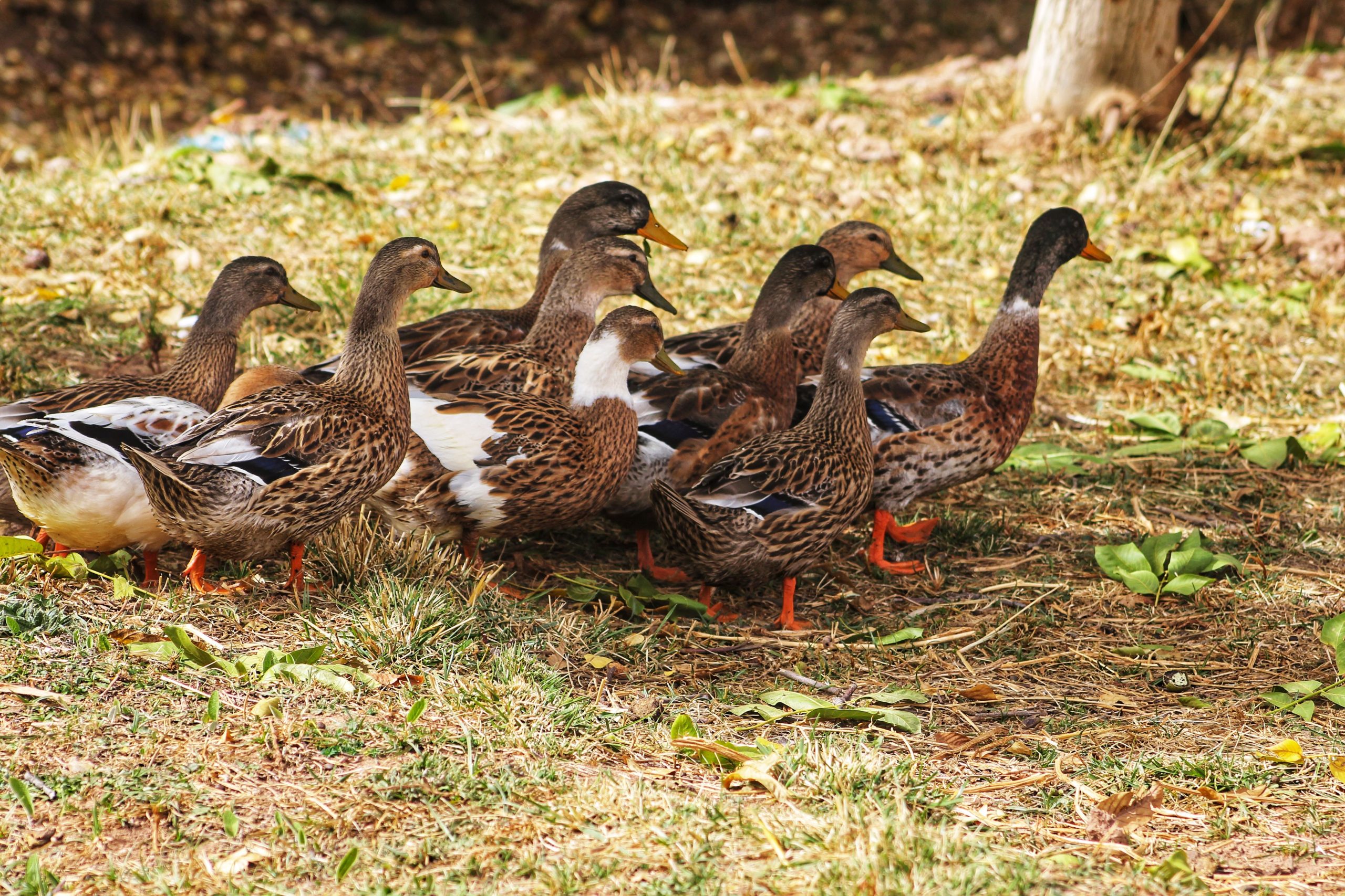 Flock of ducks foraging on grass under trees