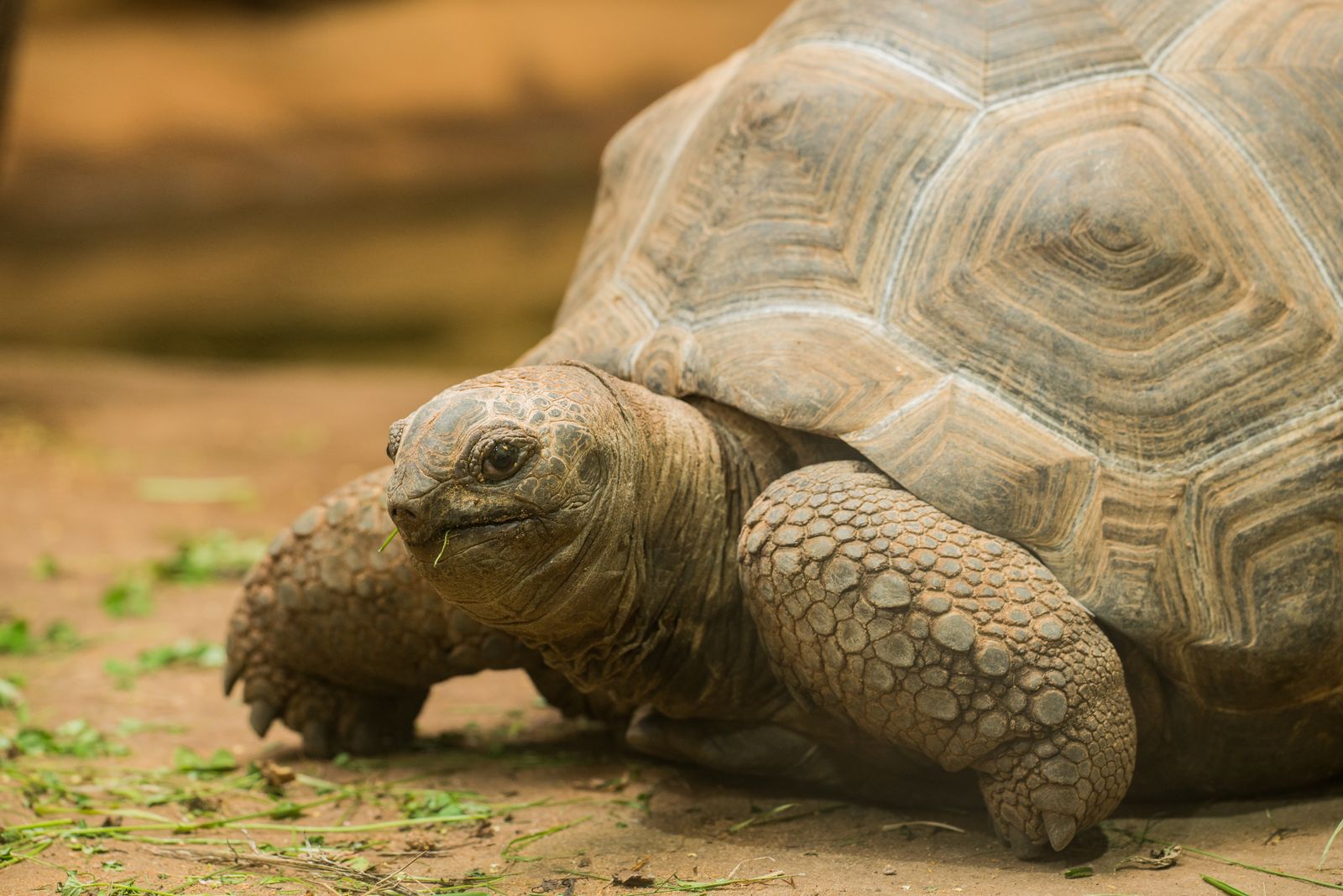 Close-up of a tortoise