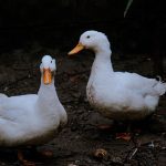Homemade Duck Feed Two white ducks standing on soil