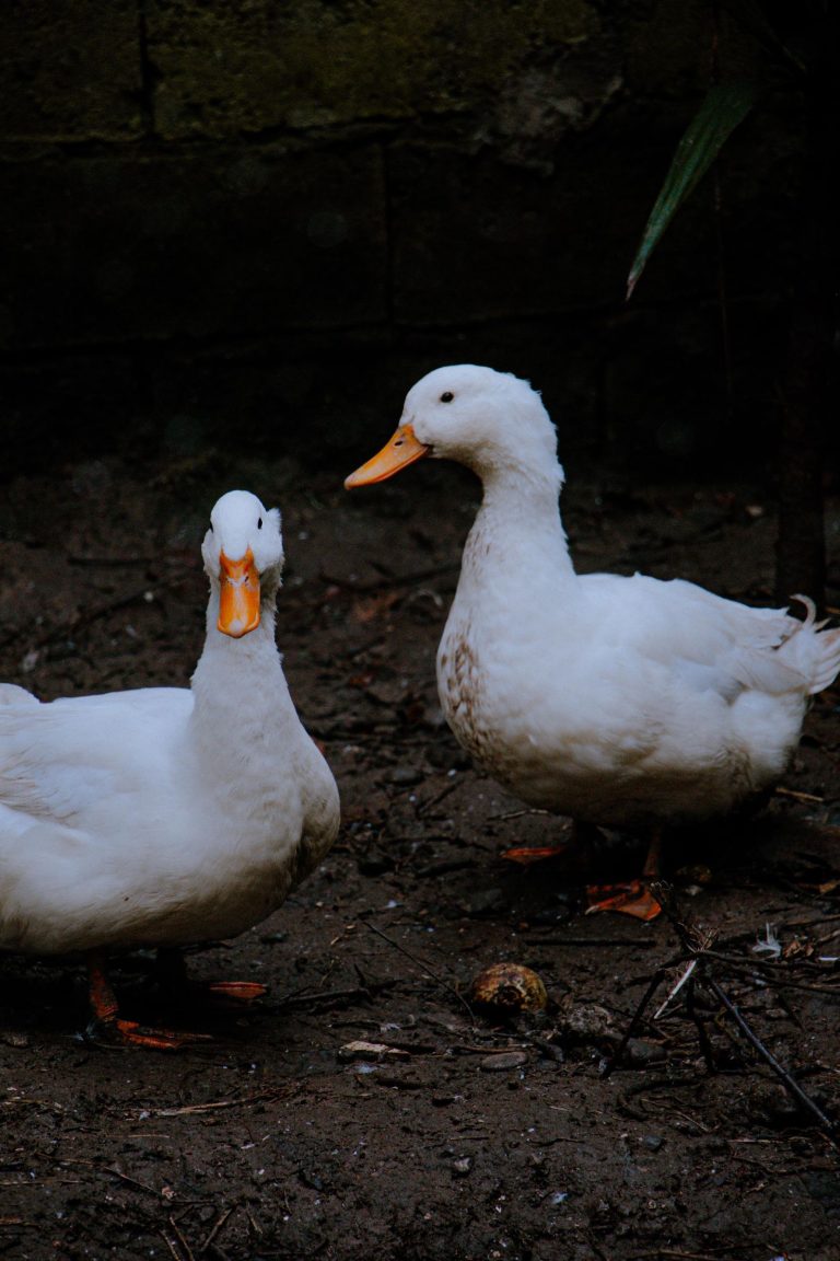 Two white ducks standing on soil