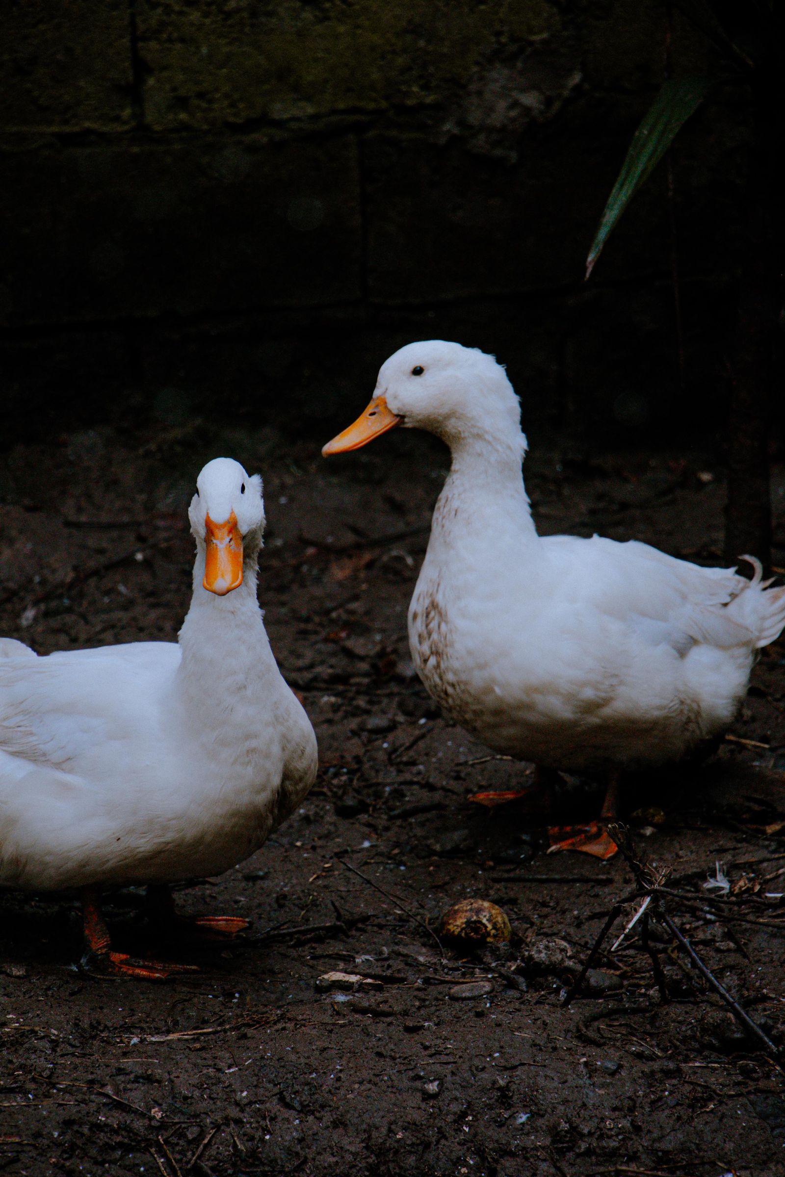 Two white ducks standing on soil