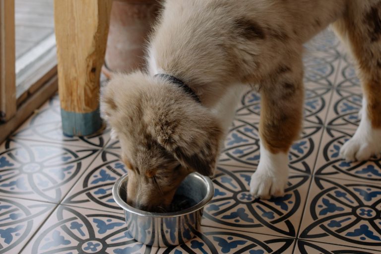 Dog eating from a food bowl