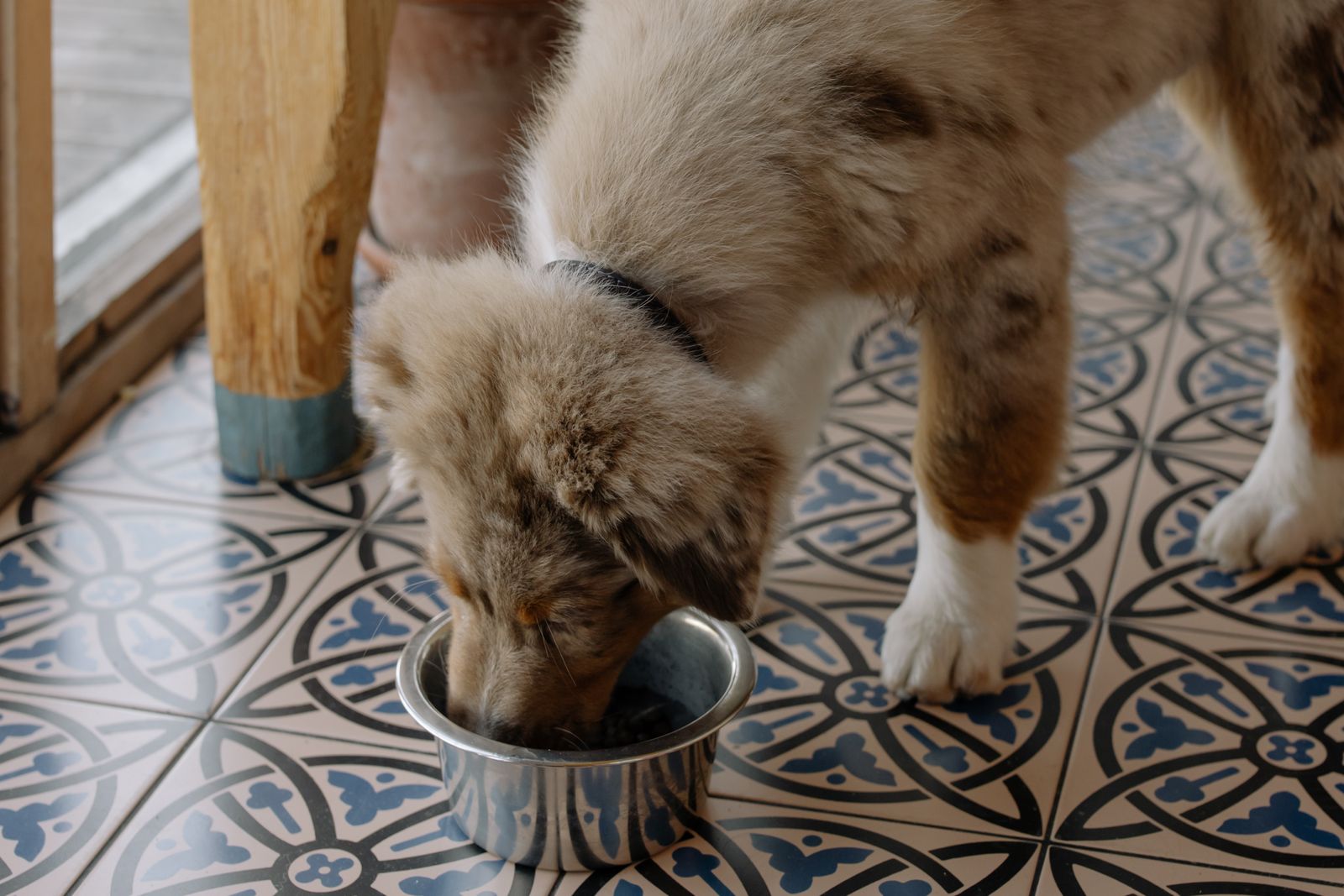 Dog eating from a food bowl