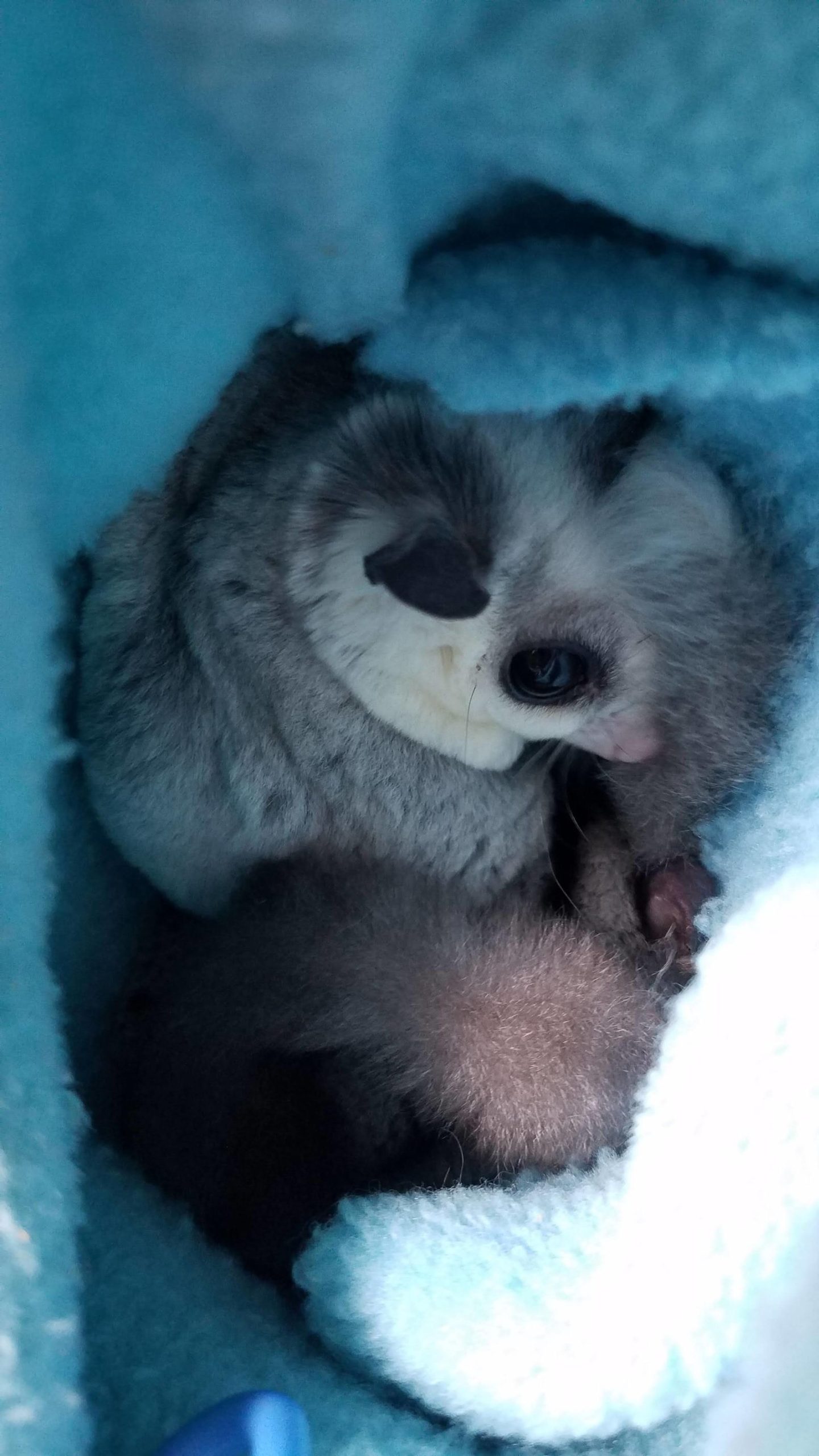 Sugar glider close-up