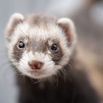 Close-up of a ferret with a curious expression