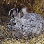 Can Rabbits Eat Dry Dog Food? Why You Should Skip It Gray rabbit sitting on hay